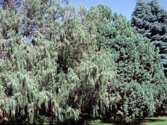 Juniperus flaccida (Weeping juniper) #22941