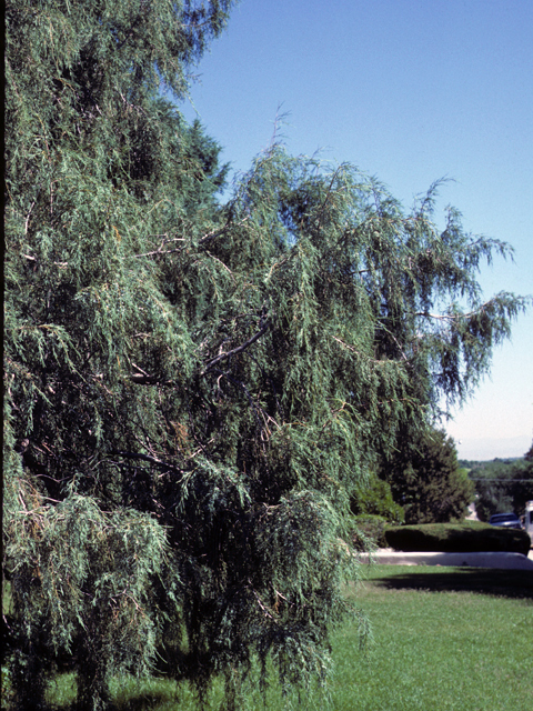 Juniperus flaccida (Weeping juniper) #22942