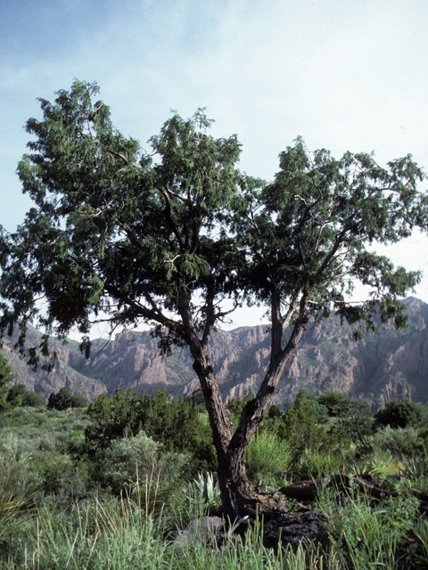 Juniperus flaccida (Weeping juniper) #22943