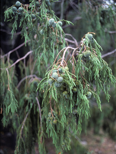 Juniperus flaccida (Weeping juniper) #22944