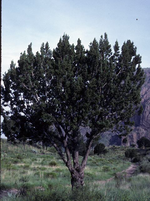 Juniperus pinchotii (Pinchot's juniper) #22946