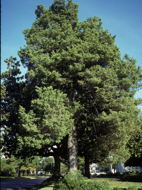 Juniperus virginiana (Eastern red cedar) #22951