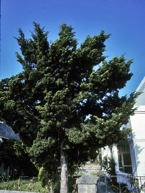 Juniperus virginiana (Eastern red cedar) #22952