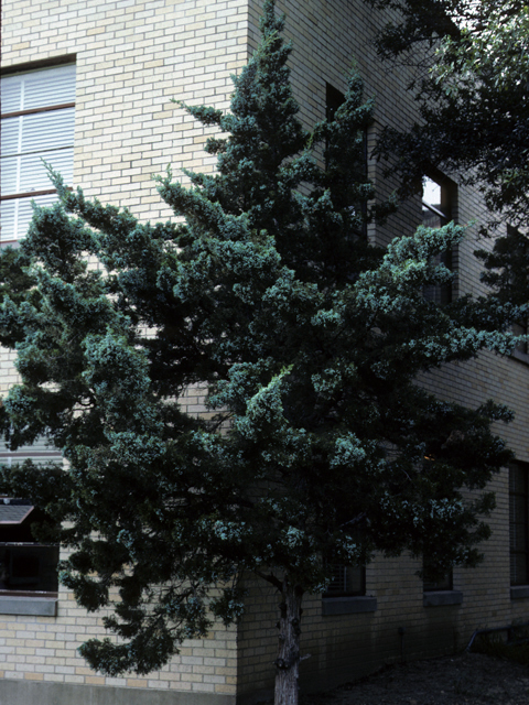 Juniperus virginiana (Eastern red cedar) #22954