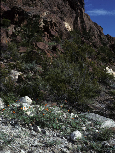 Kallstroemia grandiflora (Arizona poppy) #22960