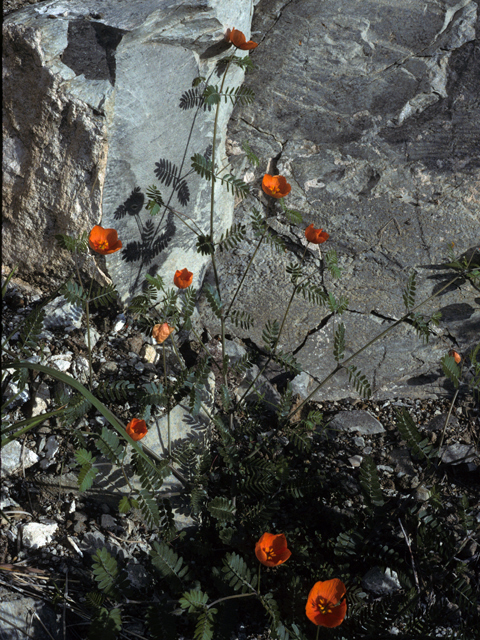 Kallstroemia grandiflora (Arizona poppy) #22961