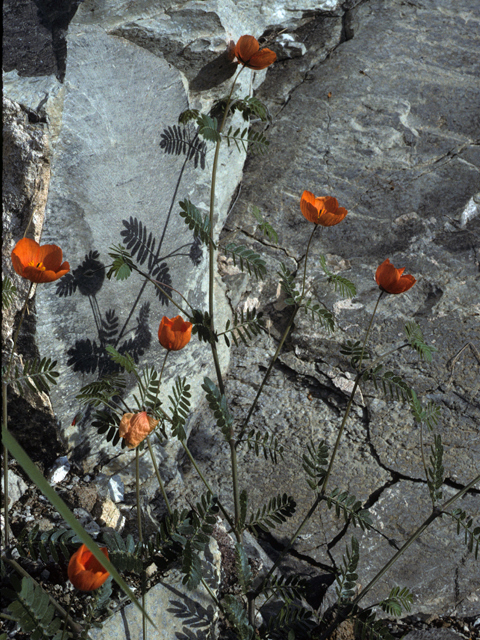 Kallstroemia grandiflora (Arizona poppy) #22962