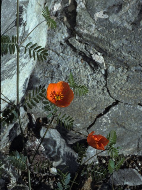 Kallstroemia grandiflora (Arizona poppy) #22963