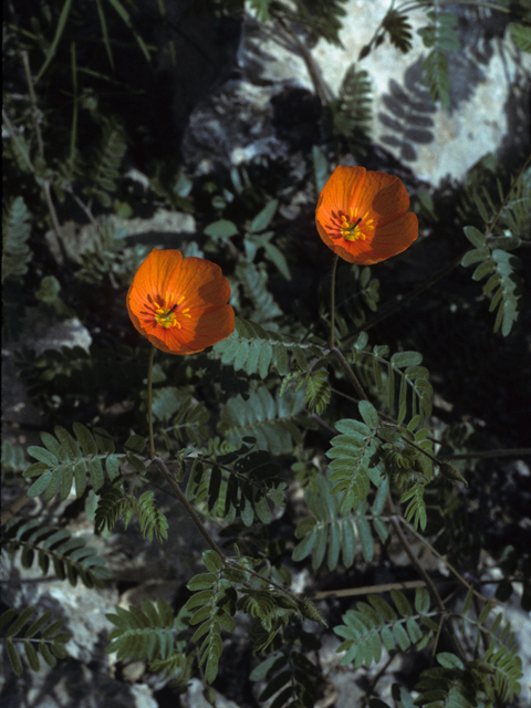 Kallstroemia grandiflora (Arizona poppy) #22964