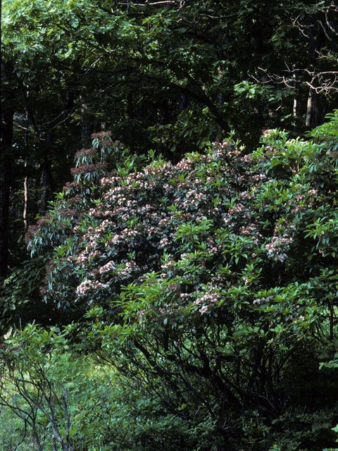 Kalmia latifolia (Mountain laurel) #22965