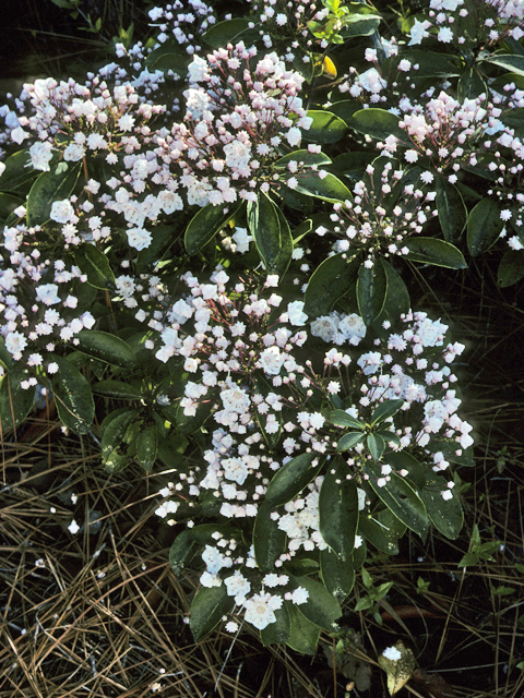 Kalmia latifolia (Mountain laurel) #22967