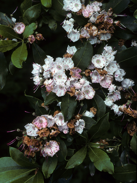 Kalmia latifolia (Mountain laurel) #22968