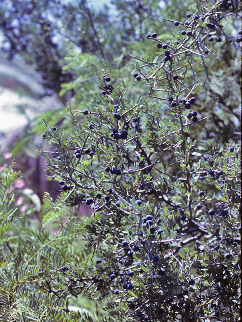 Ziziphus obtusifolia (Lotebush) #22974