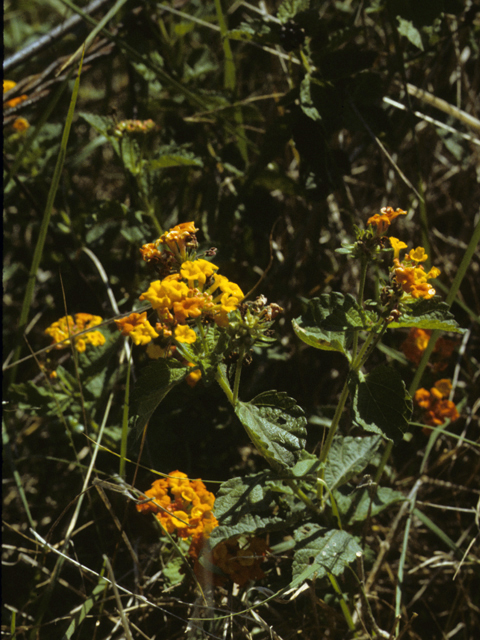 Lantana urticoides (Texas lantana) #22992