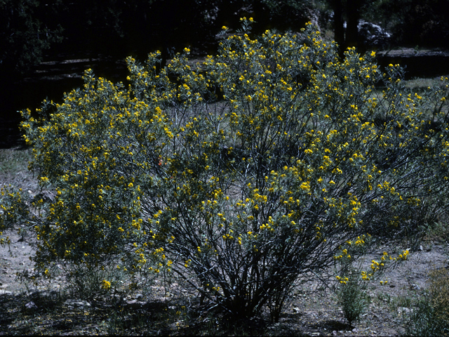 Larrea tridentata (Creosote bush) #22998