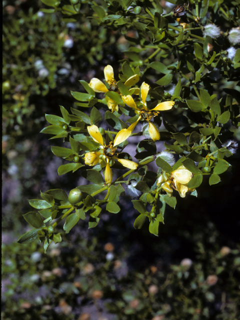 Larrea tridentata (Creosote bush) #22999