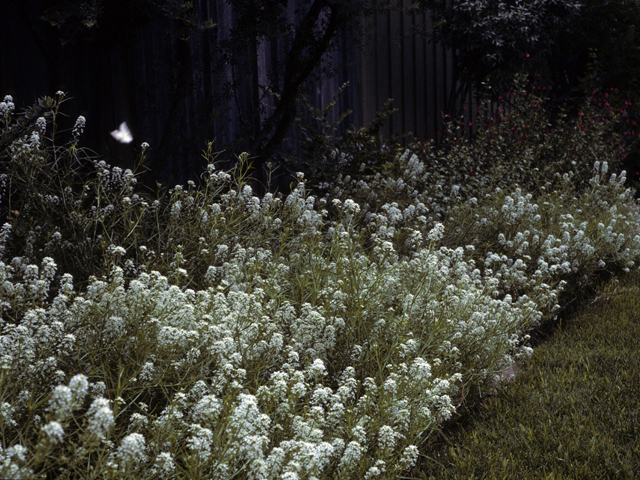 Lepidium montanum (Mountain peppergrass) #23006