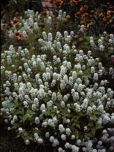 Lepidium montanum (Mountain peppergrass) #23007