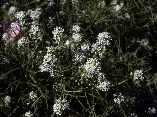 Lepidium montanum (Mountain peppergrass) #23008