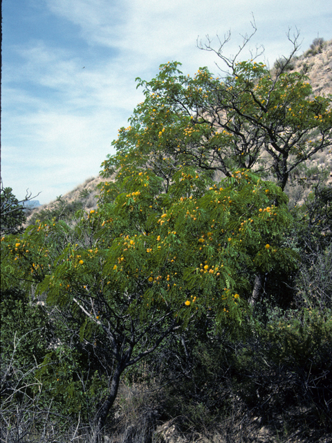Leucaena retusa (Goldenball leadtree) #23019