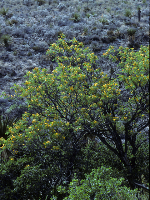 Leucaena retusa (Goldenball leadtree) #23022
