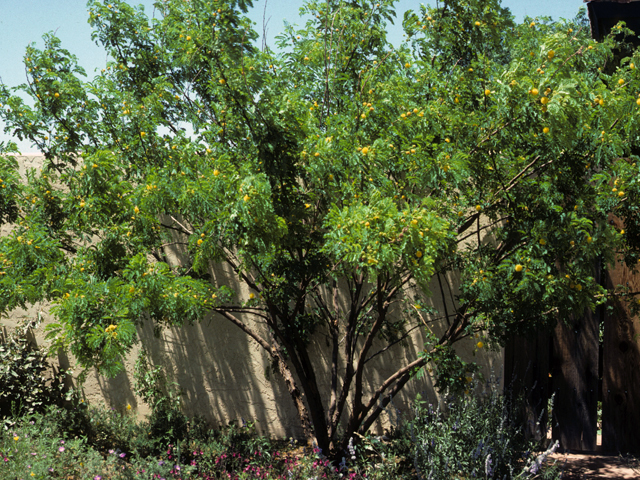 Leucaena retusa (Goldenball leadtree) #23023