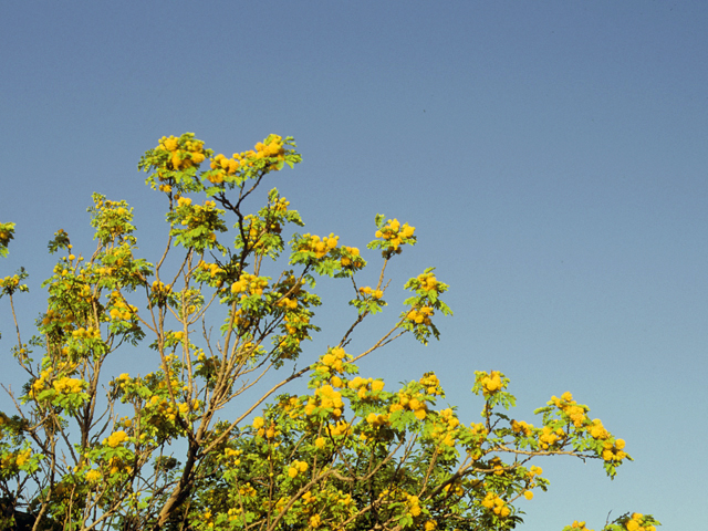 Leucaena retusa (Goldenball leadtree) #23024