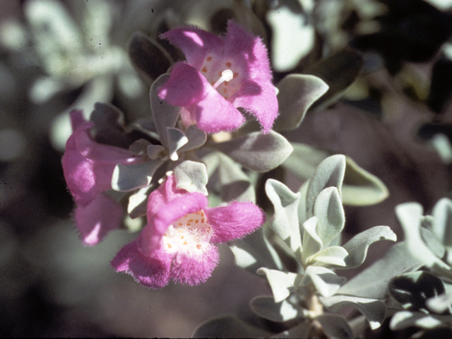 Leucophyllum frutescens (Cenizo) #23036