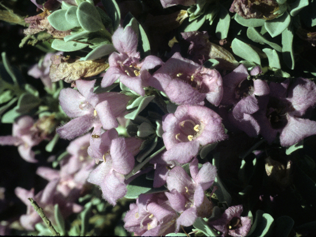 Leucophyllum frutescens (Cenizo) #23037