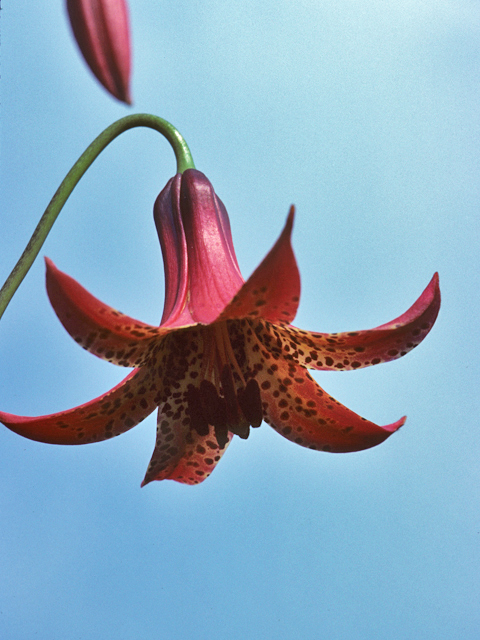 Lilium canadense (Canada lily) #23083