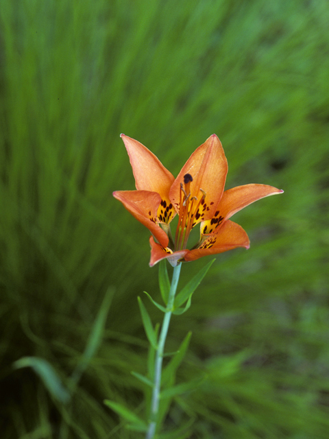 Lilium philadelphicum (Wood lily) #23084