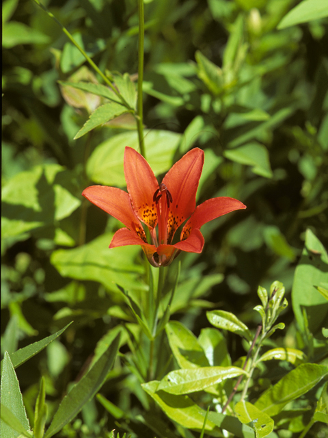 Lilium philadelphicum (Wood lily) #23085