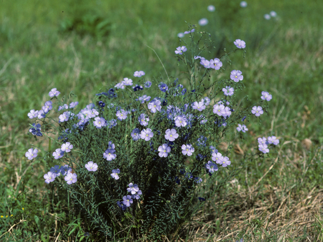 Linum lewisii (Wild blue flax) #23092