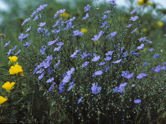 Linum lewisii (Wild blue flax) #23093