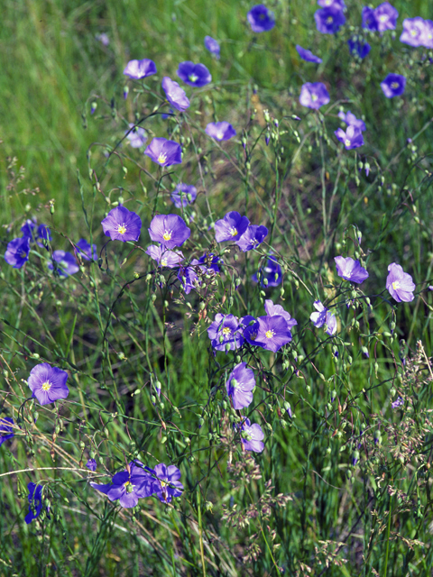 Linum lewisii (Wild blue flax) #23096