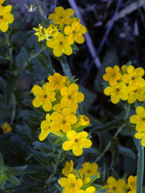Lithospermum canescens (Hoary puccoon) #23115