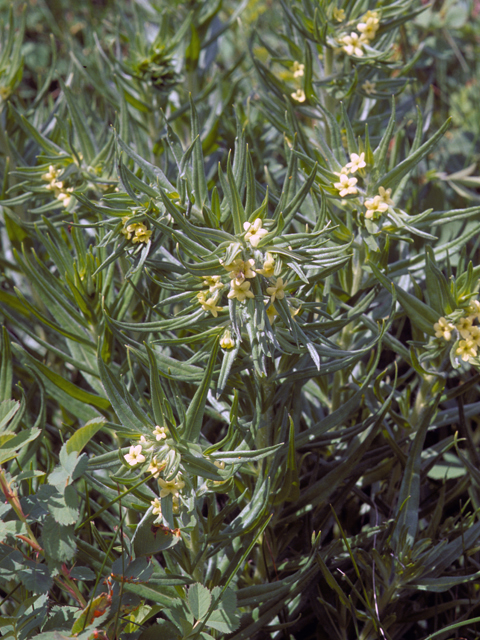 Lithospermum incisum (Fringed puccoon) #23117