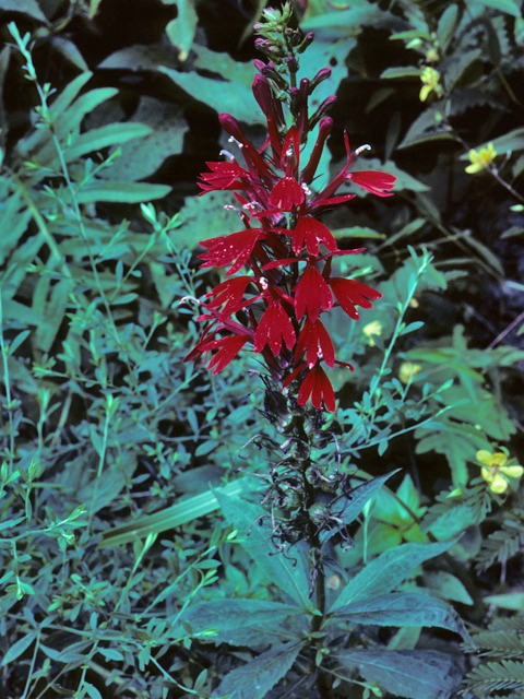 Lobelia cardinalis (Cardinal flower) #23122