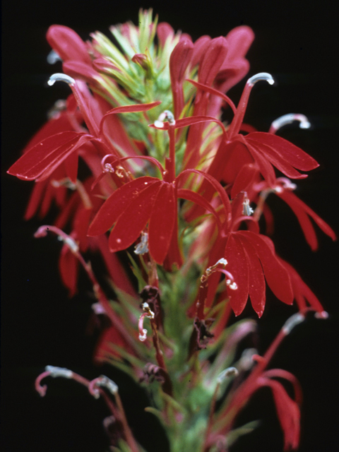 Lobelia cardinalis (Cardinal flower) #23126