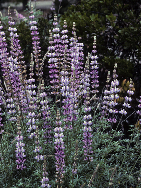 Lupinus albifrons (Silver lupine) #23154