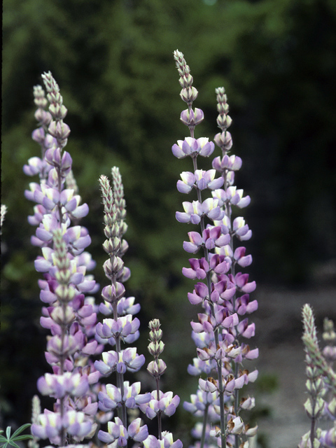 Lupinus albifrons (Silver lupine) #23155