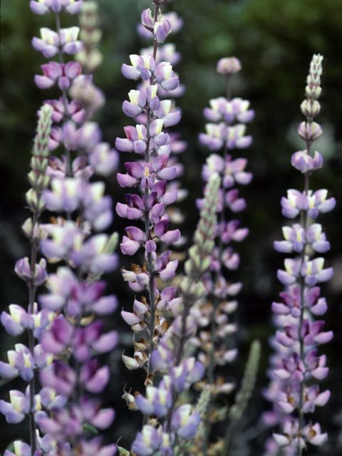 Lupinus albifrons (Silver lupine) #23156