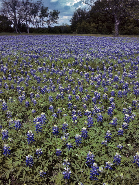Lupinus texensis (Texas bluebonnet) #23170