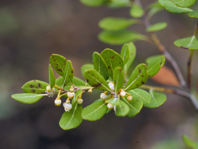 Lyonia ferruginea (Rusty staggerbush) #23183