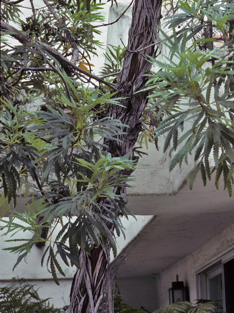 Lyonothamnus floribundus ssp. floribundus (Catalina ironwood) #23193