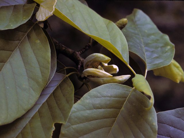 Magnolia acuminata (Cucumbertree) #23215