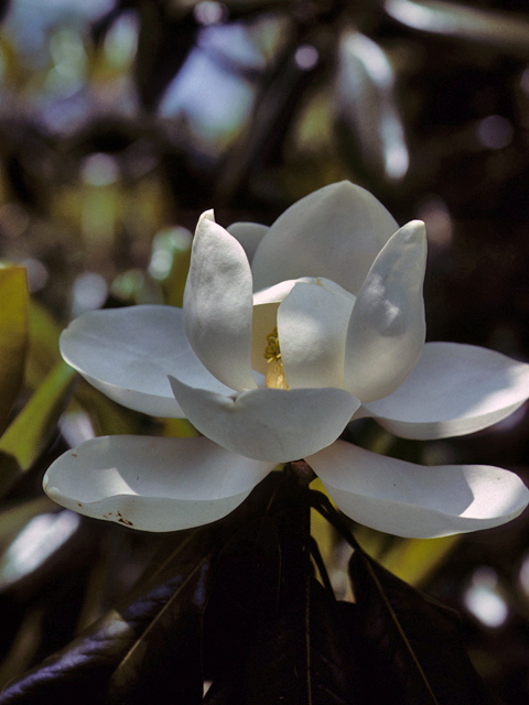 Magnolia grandiflora (Southern magnolia) #23223