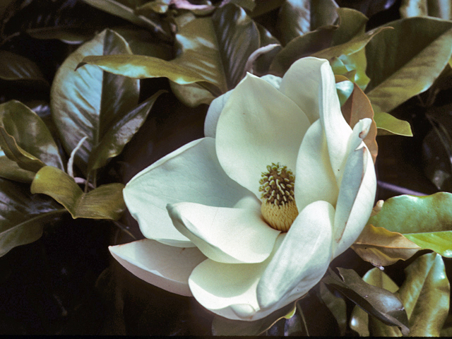 Magnolia grandiflora (Southern magnolia) #23224
