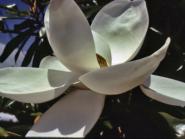 Magnolia grandiflora (Southern magnolia) #23225
