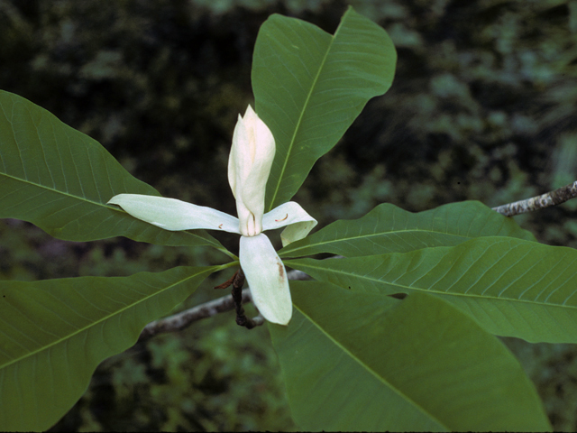 Magnolia tripetala (Umbrella tree) #23227